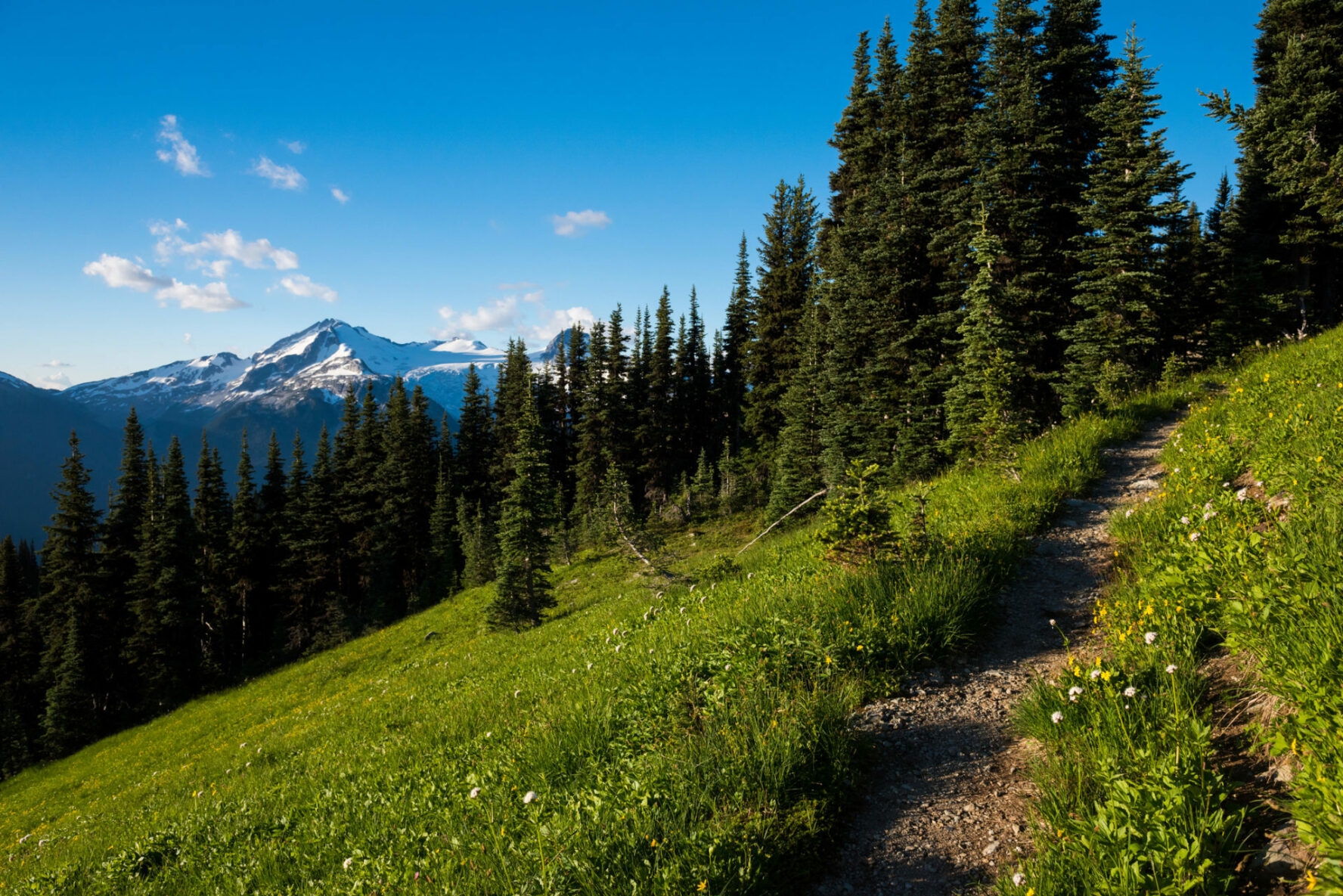 Alpine trail in Garibaldi park