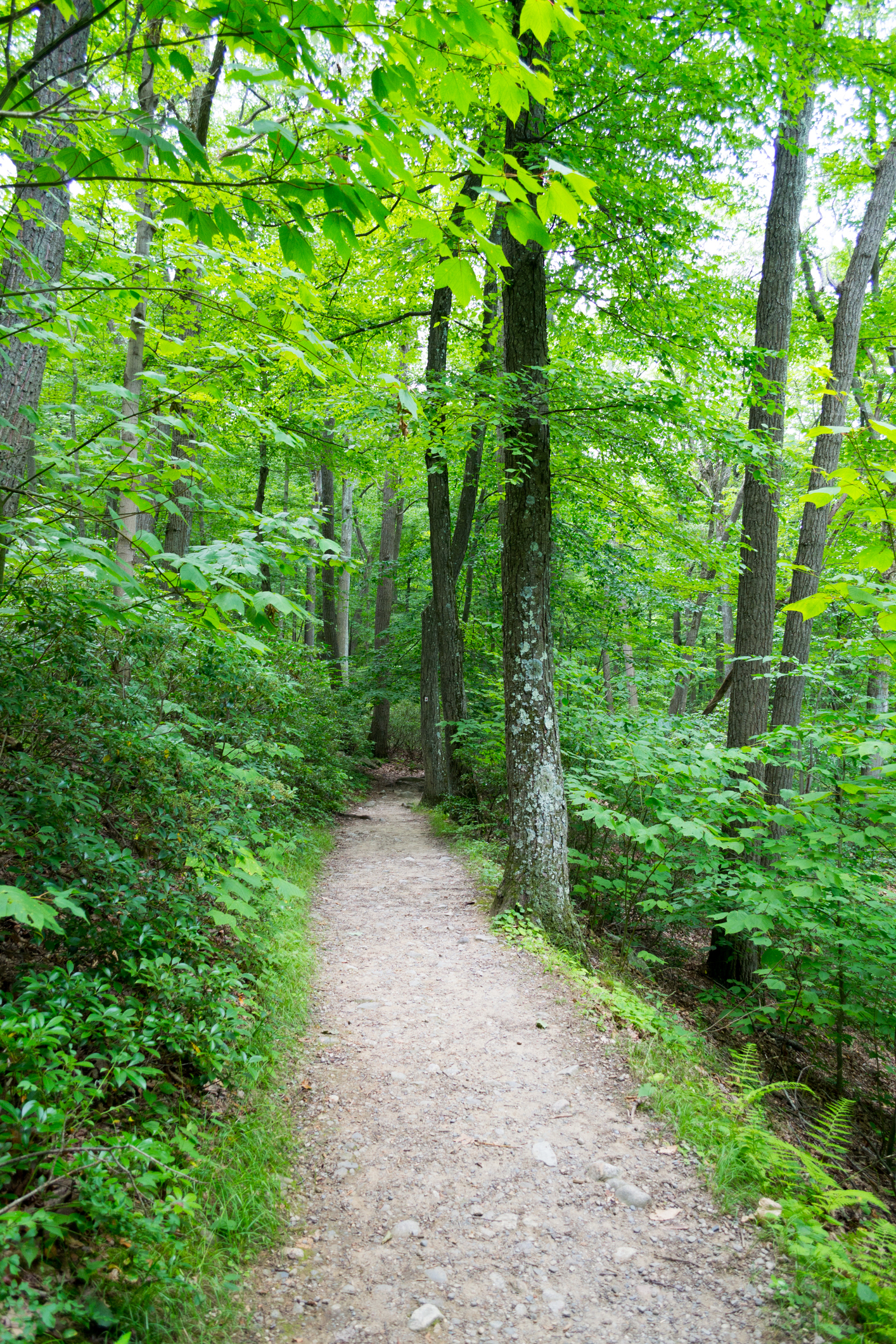 Harriman State Park in New York State