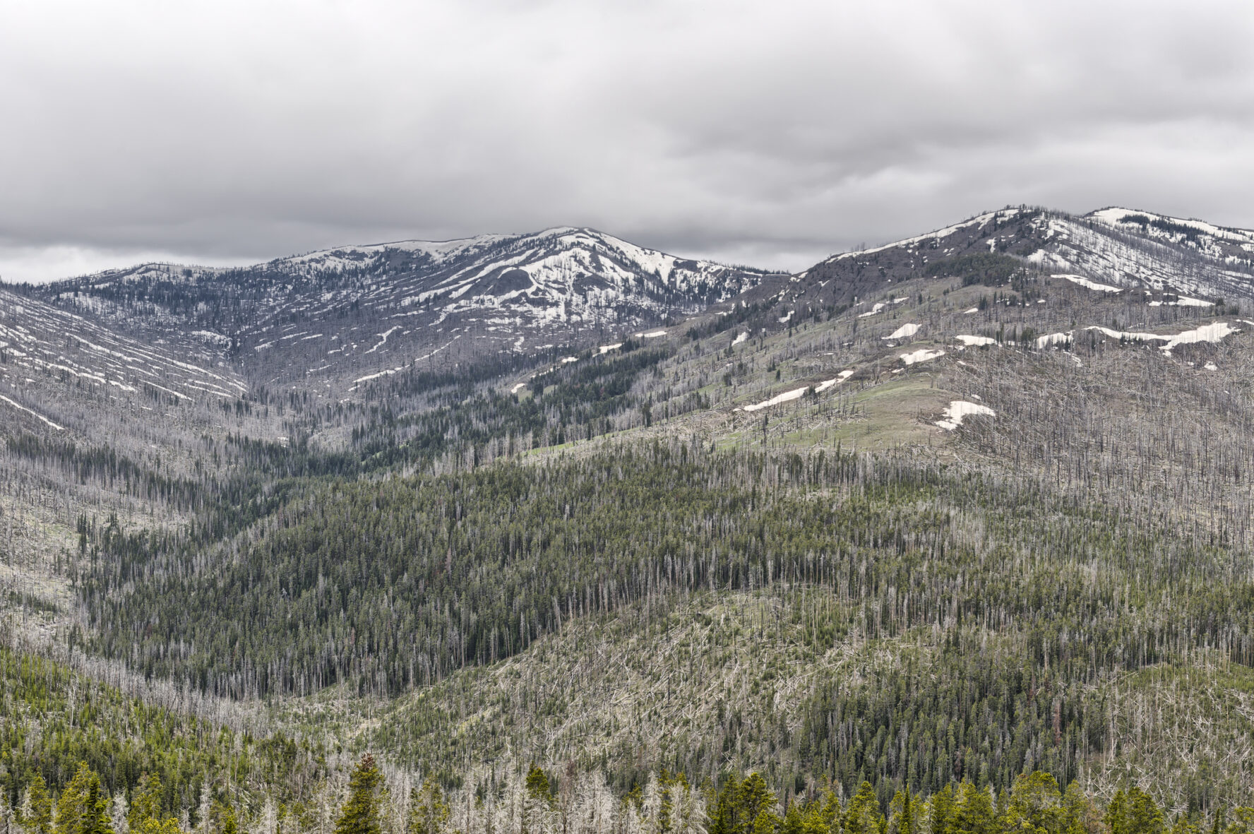 Snow-capped Mount Washburn overlooks the Dunraven Pass of Yellowstone.