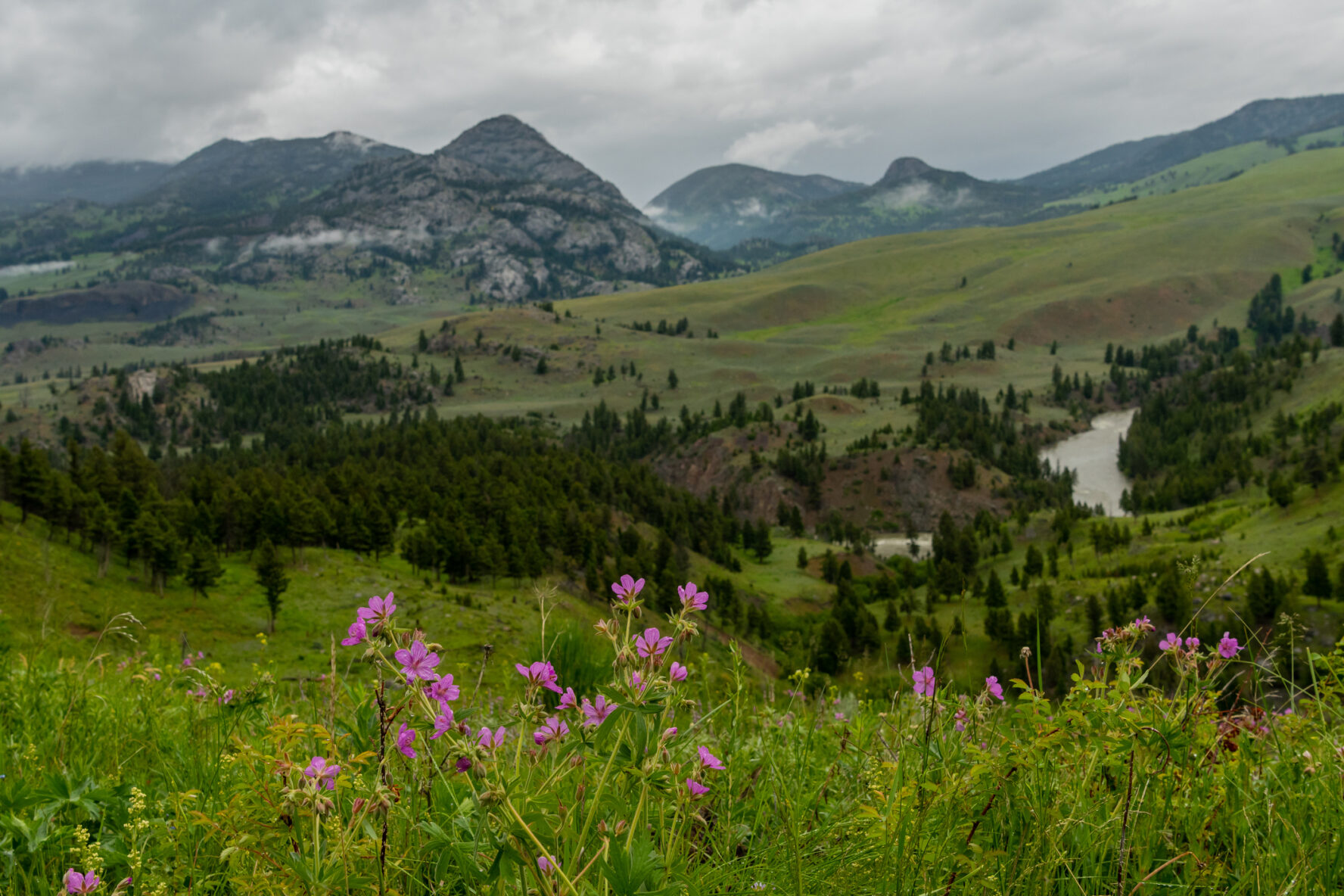 Foreground of Wyoming Wilderness