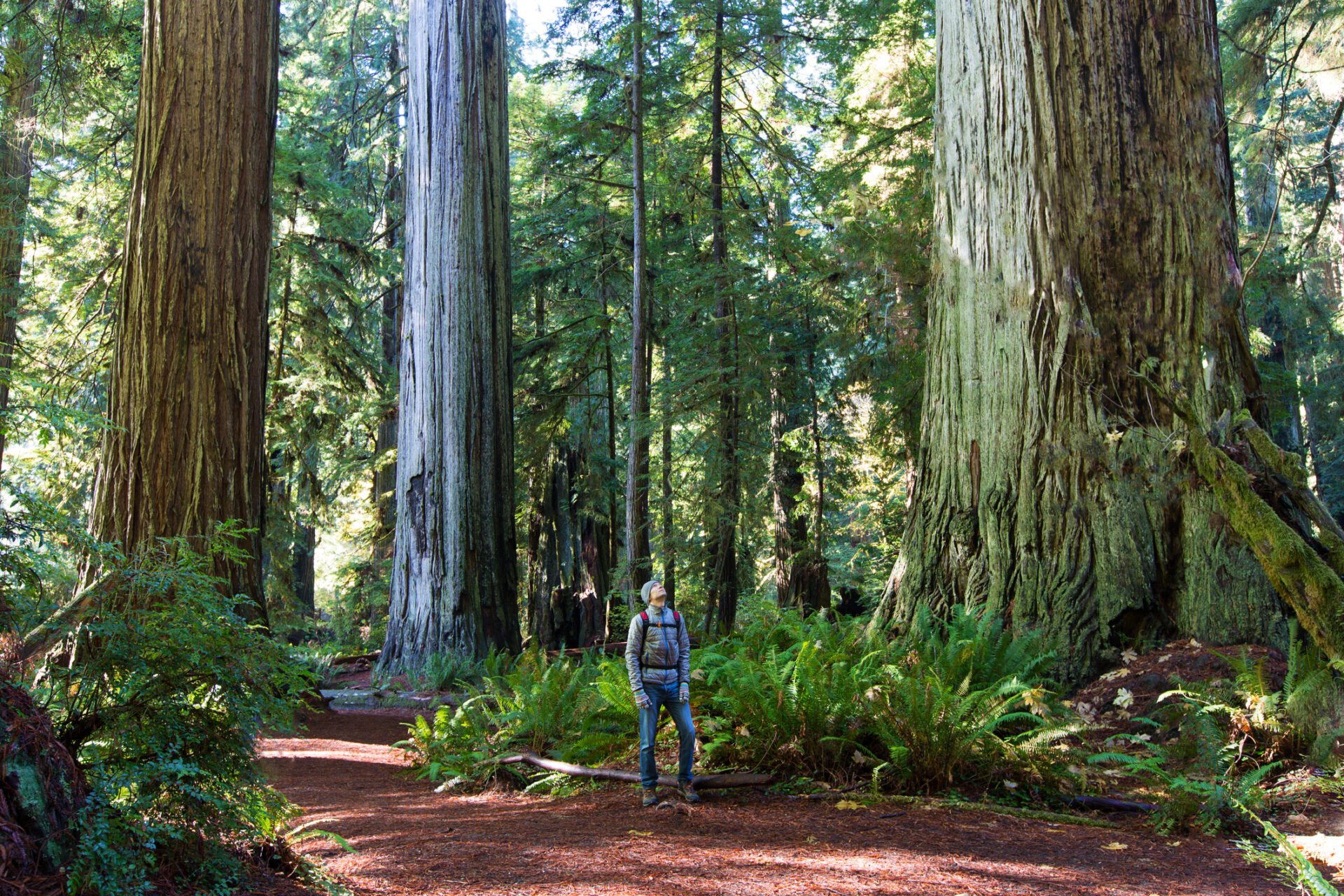 man enjoying hiking in gorgeous redwood park