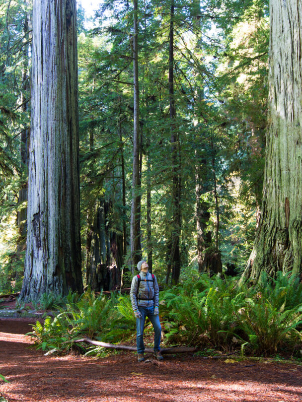 man enjoying hiking in gorgeous redwood park