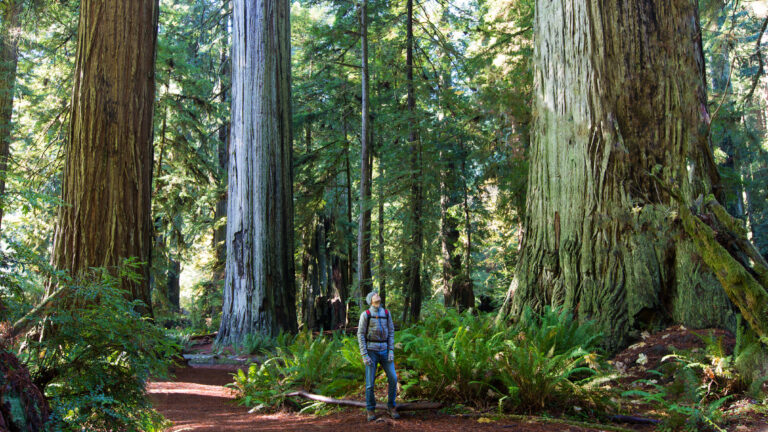 man enjoying hiking in gorgeous redwood park