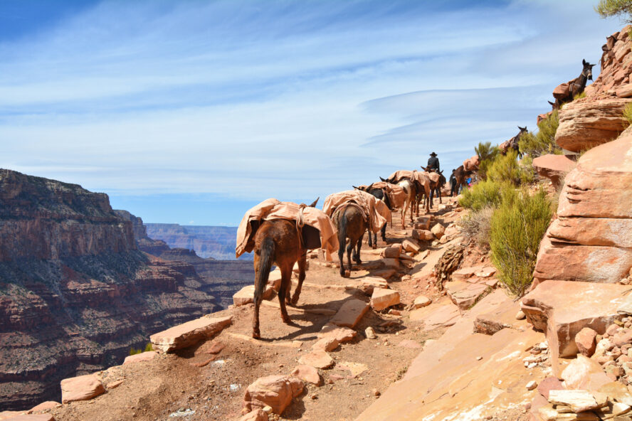 Hikers must yield to the mule trains that use the trail to re-supply the Phantom Ranch.