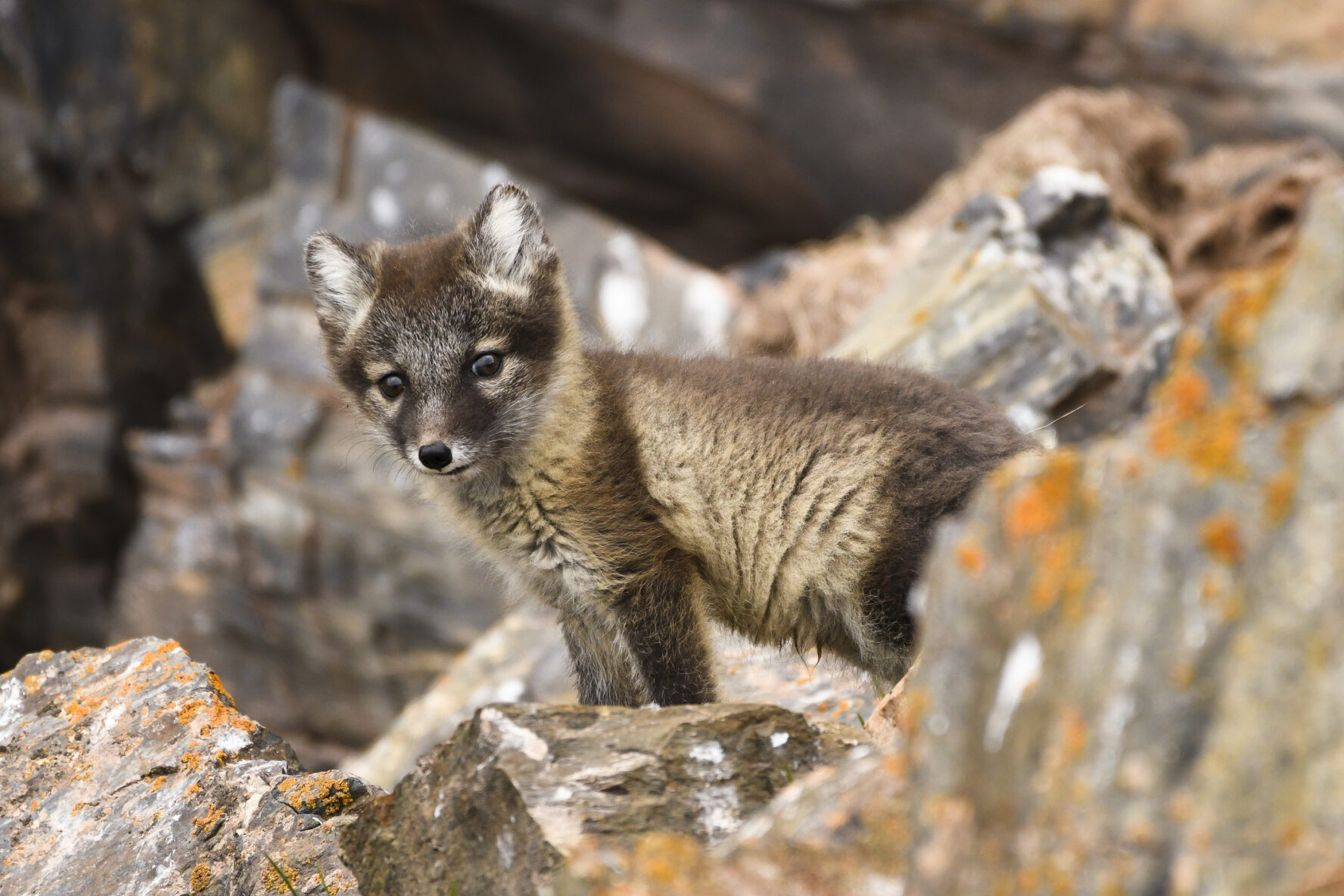 Front view of arctic fox cub, Svalbard Islands, Arctic, Longyearbyen, Northern Europe, Norway