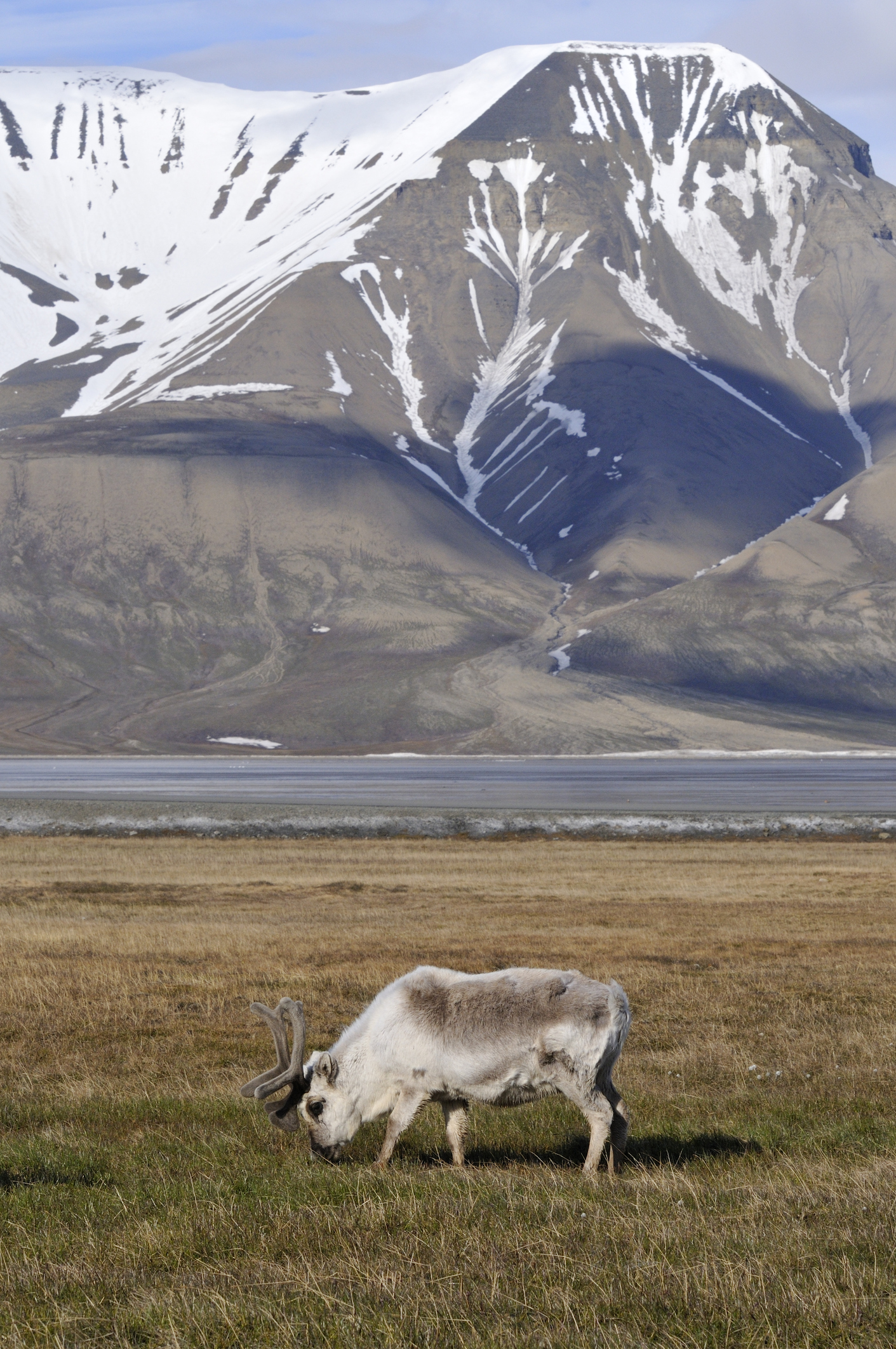 Svalbard reindeer