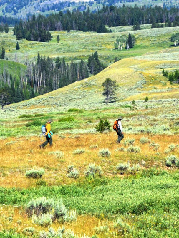 "Woman looking at Lower Falls at Yellowstone National Park, Wyoming, USA."
