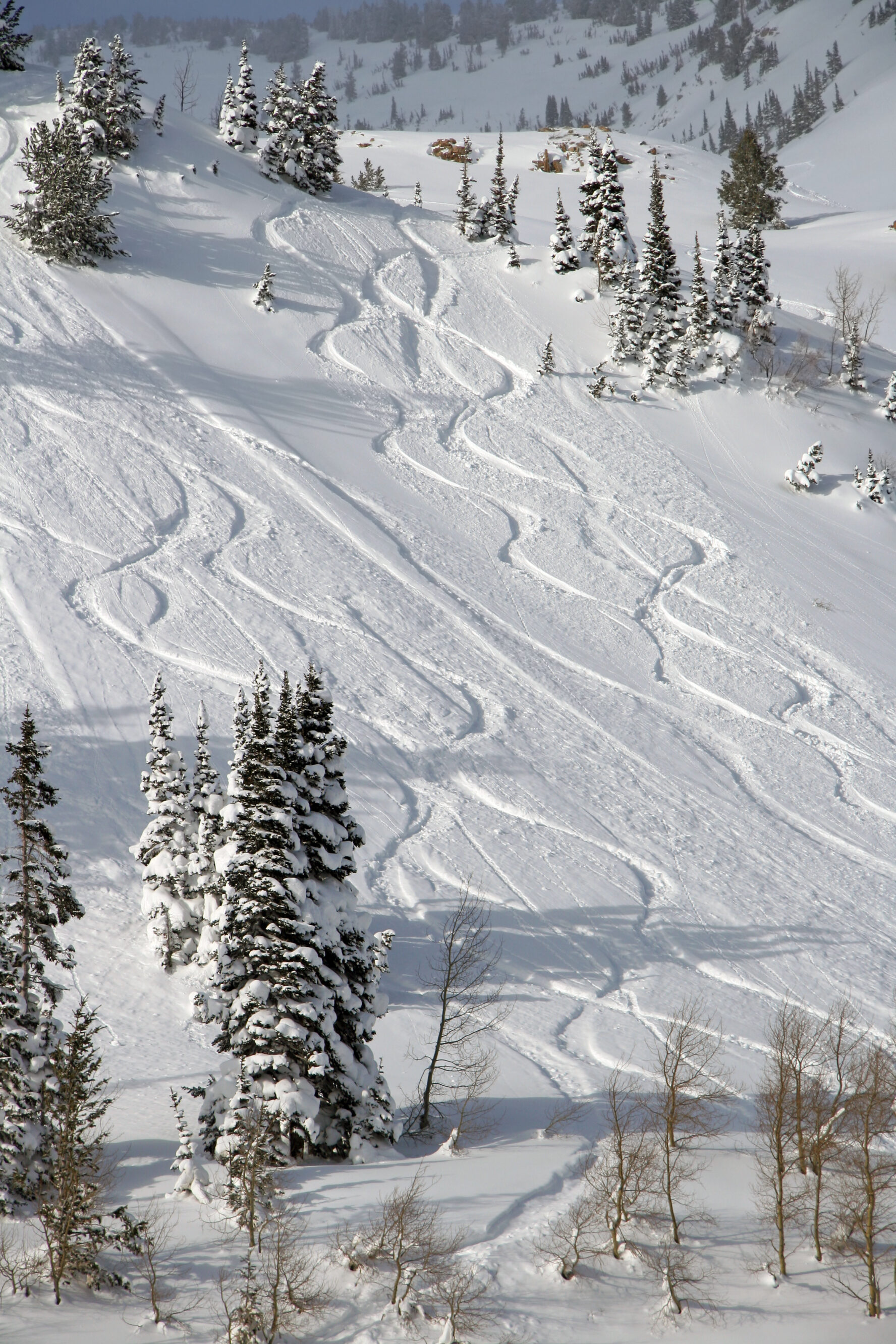 Backcountry skiing Wasatch