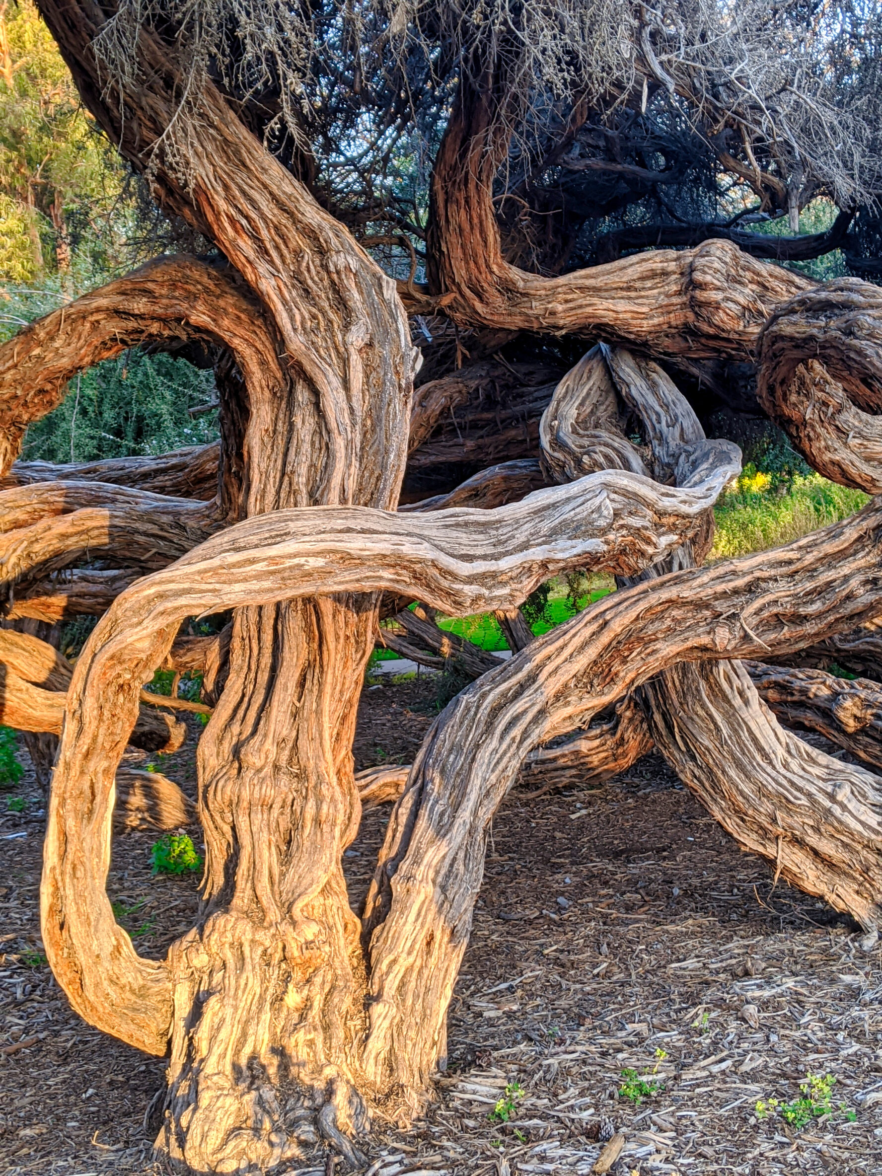 There’s plenty of flora and fauna in Balboa Park to satisfy any nature lover.