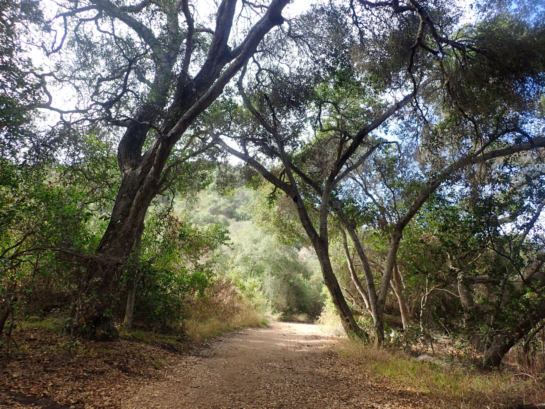 The wide, shaded, mostly flat dirt trail in Los Penasquitos Canyon.