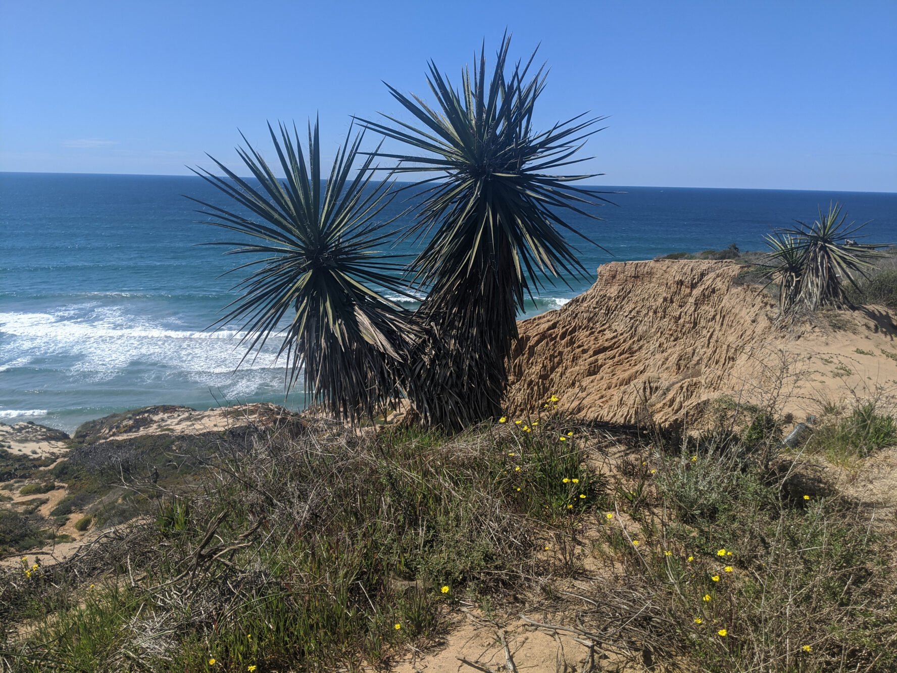 Torrey Pines Preserve is home to hundreds of plant and wildflower species.