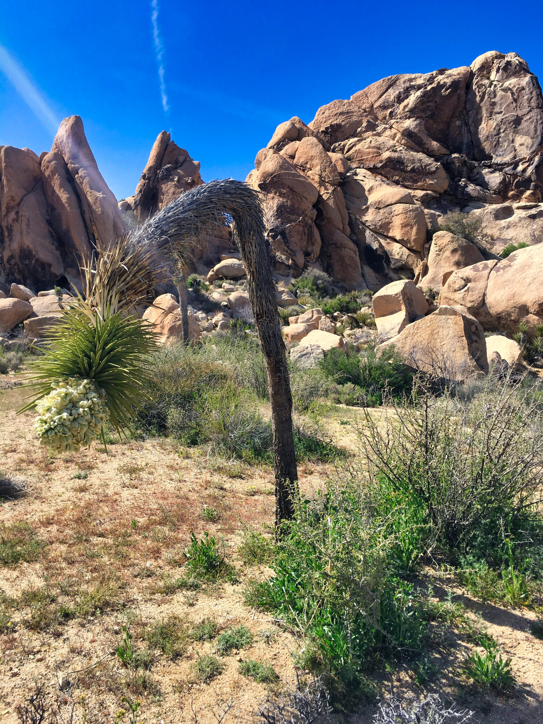 Joshua Tree hiking