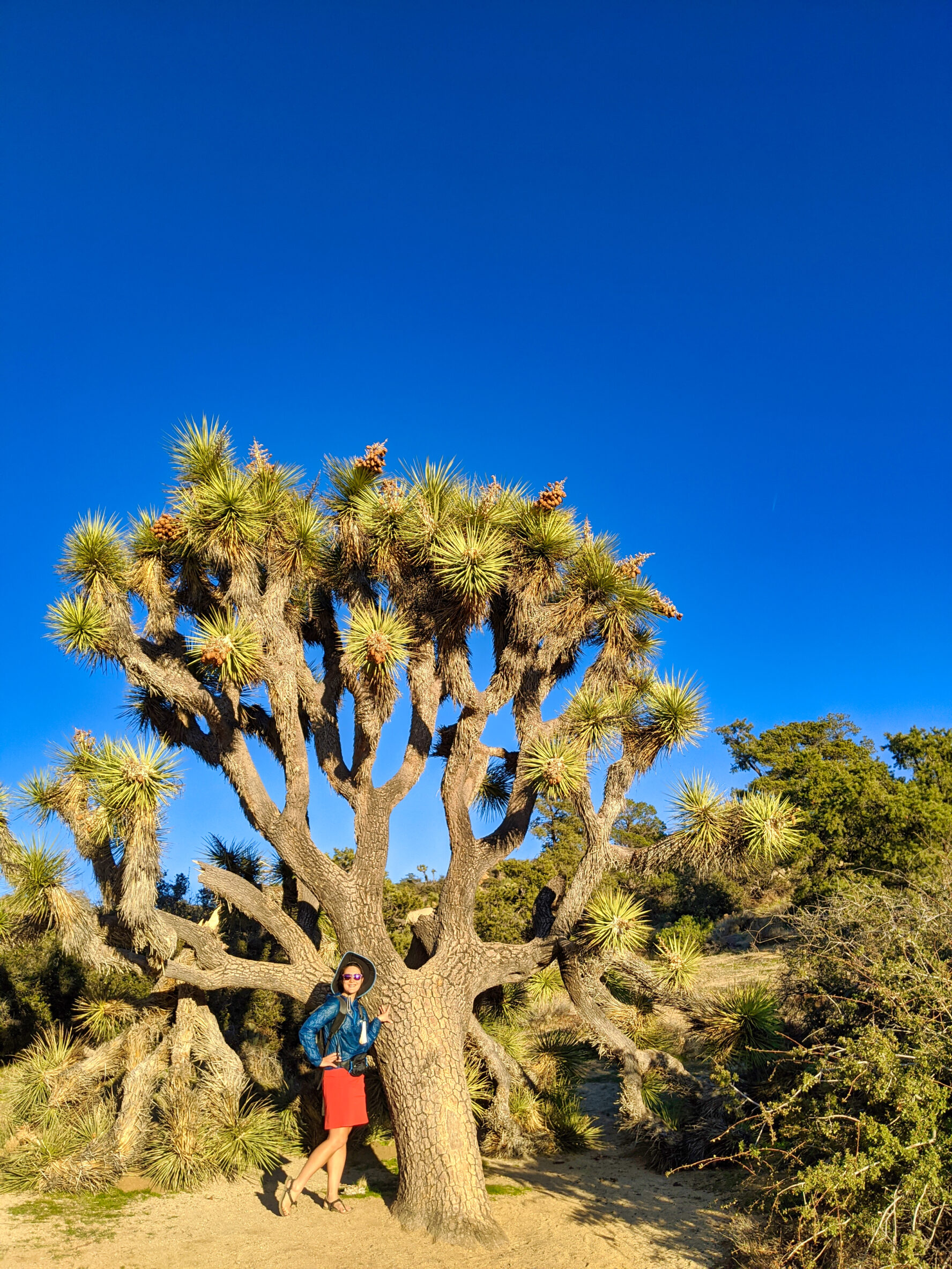 Joshua Tree hiking