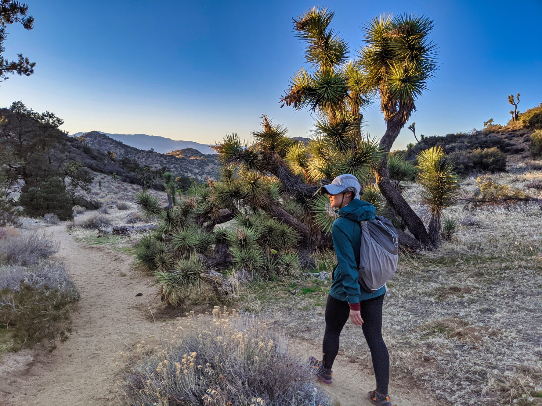 Joshua Tree hiking