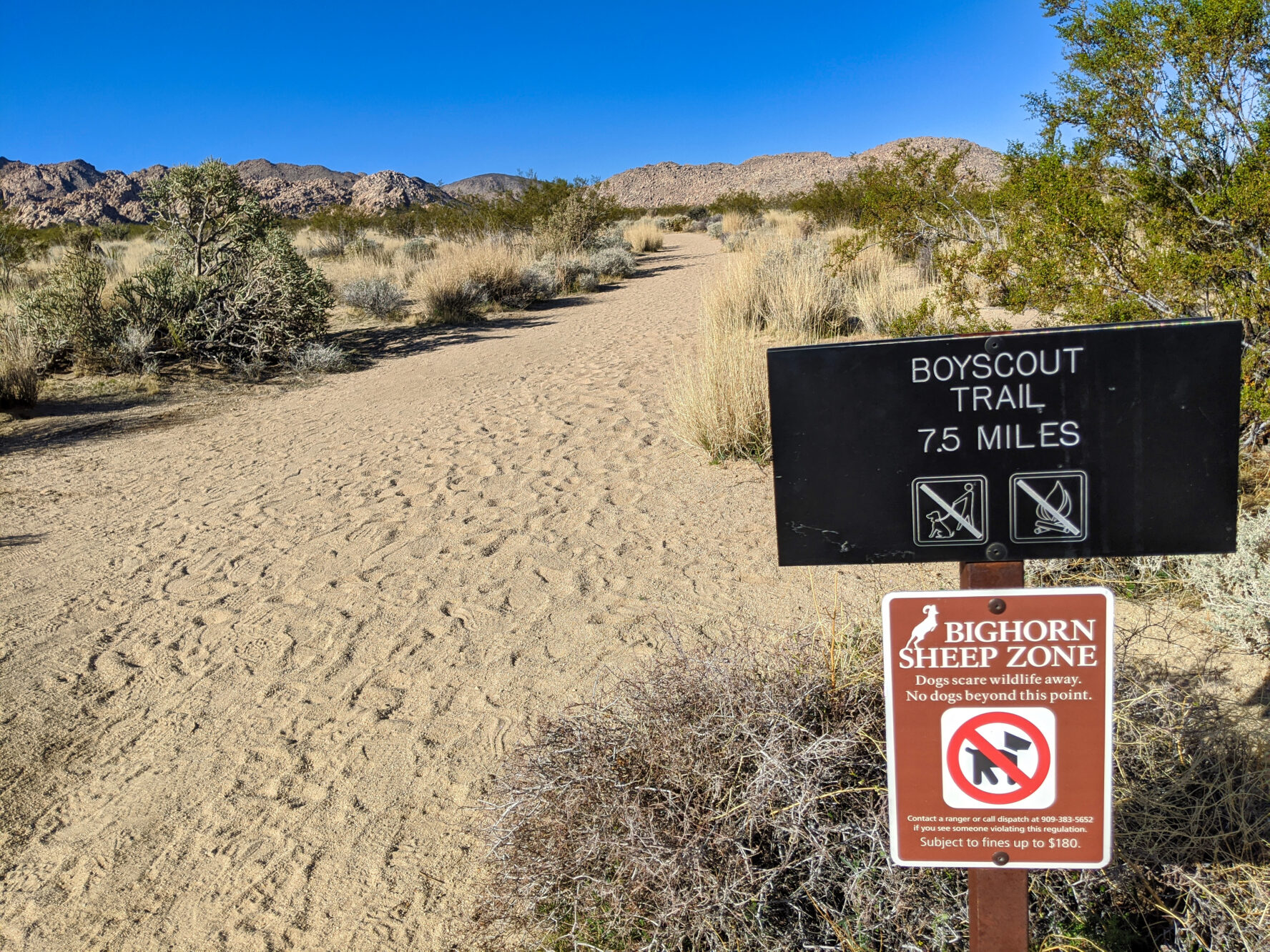 Joshua Tree hiking -Boy Scout Traill