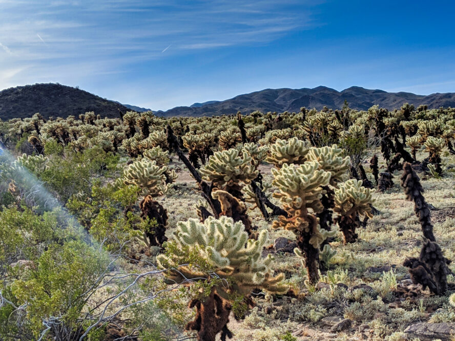 Joshua Tree hiking
