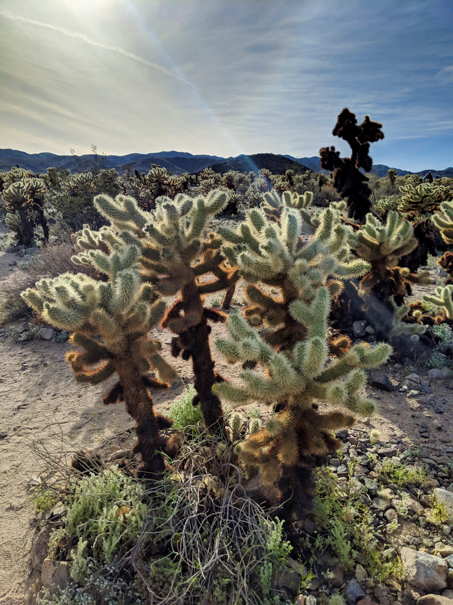 Joshua Tree hiking