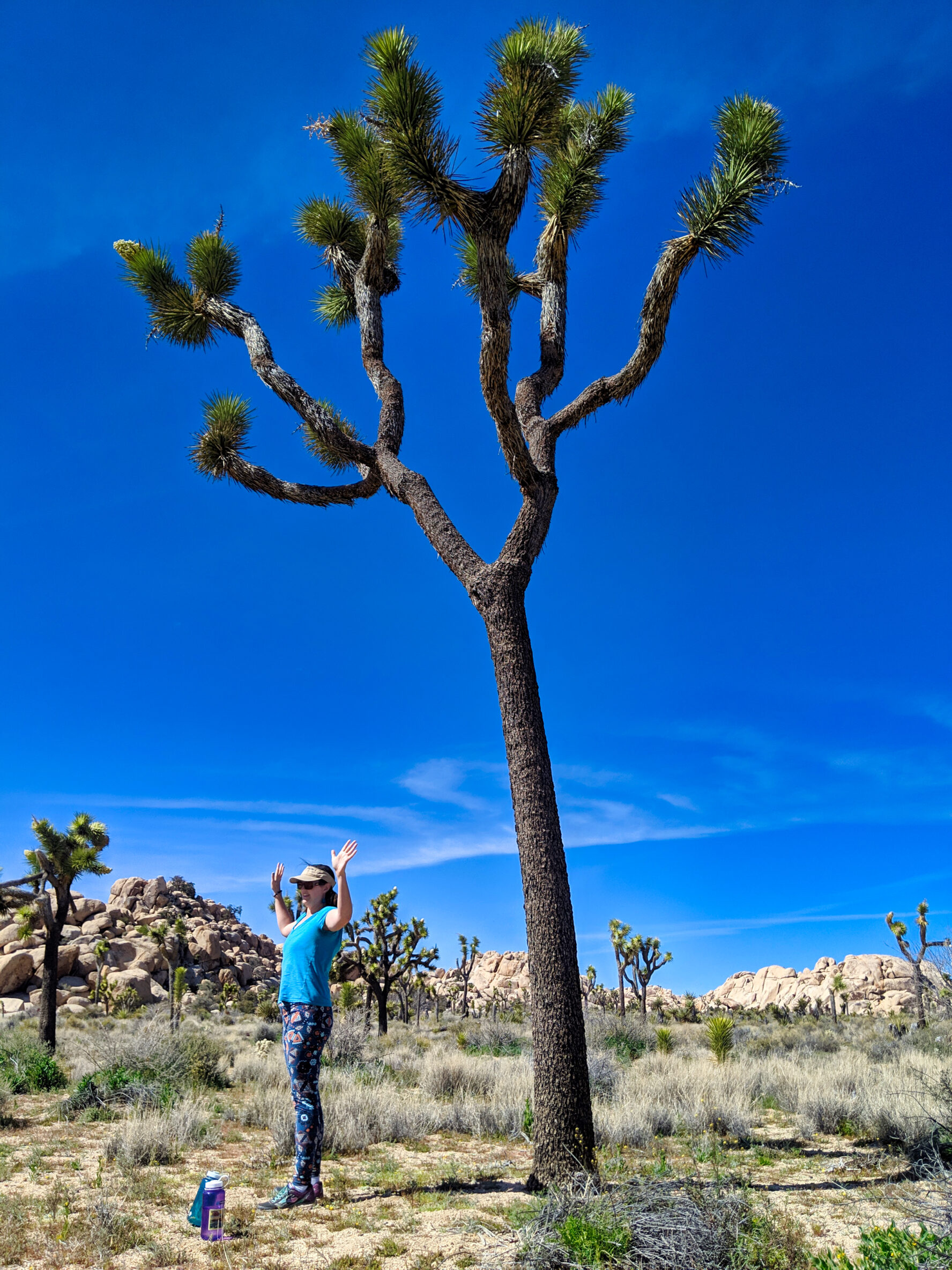 Joshua Tree hiking