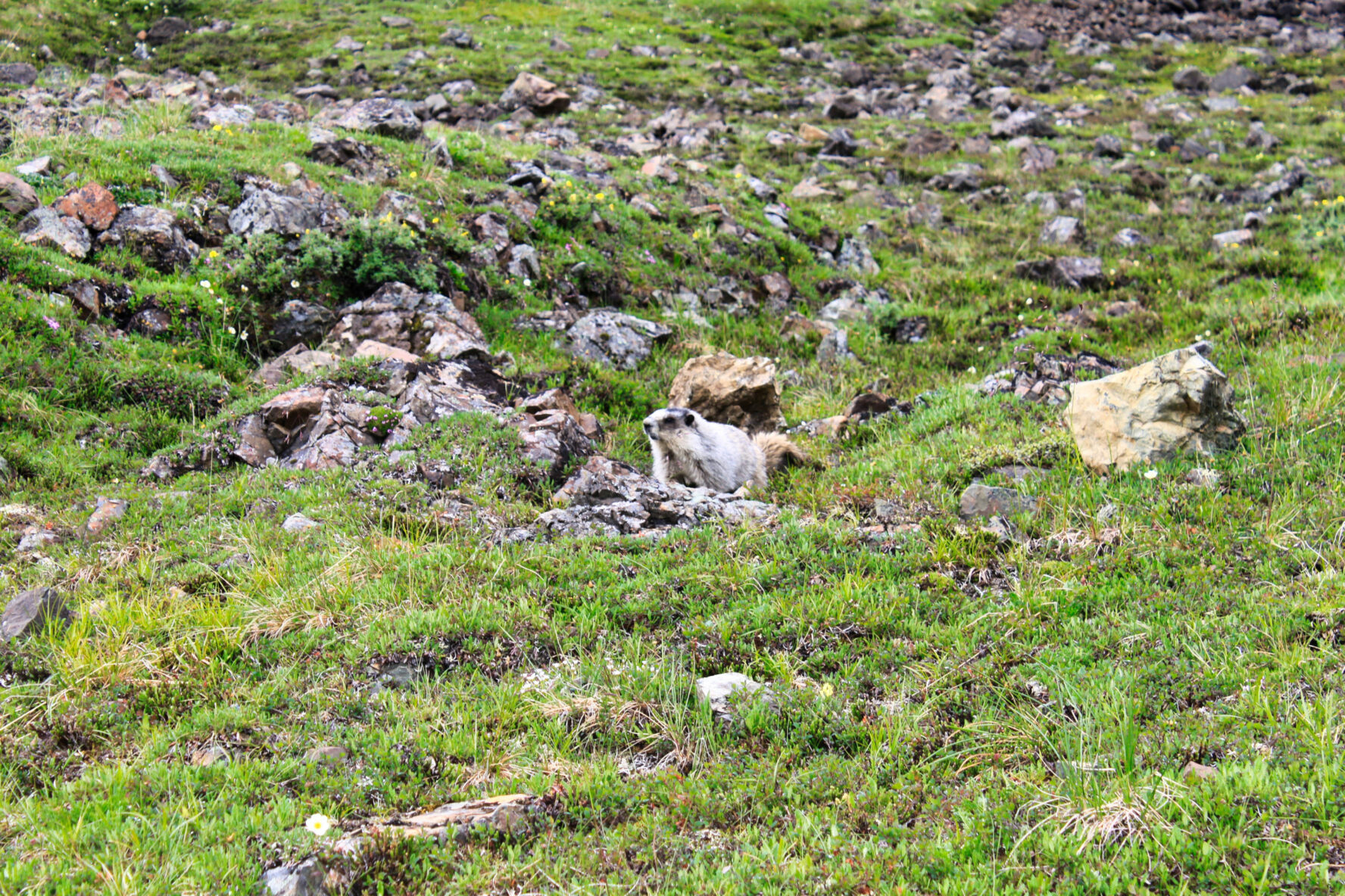 Denali National Park Hiking trip
