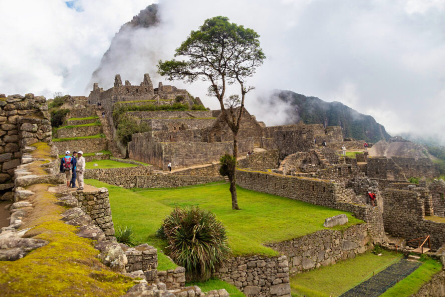 A lone tree stands tall against the ruins of Machu Picchu.