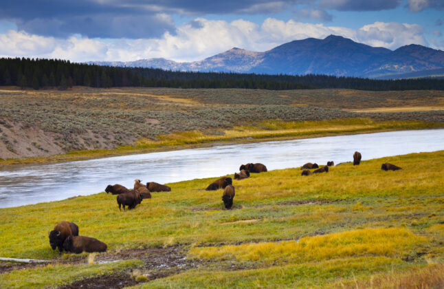 Yellowstone backpacking 1