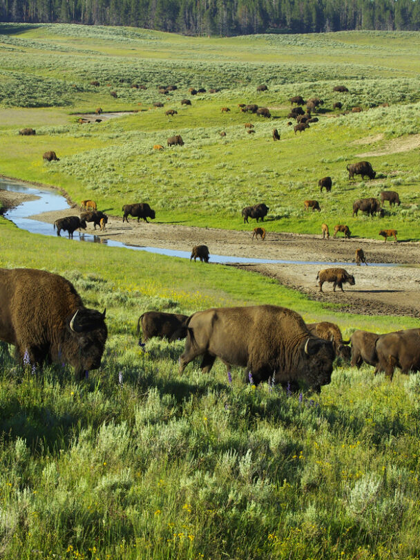 "Woman looking at Lower Falls at Yellowstone National Park, Wyoming, USA."