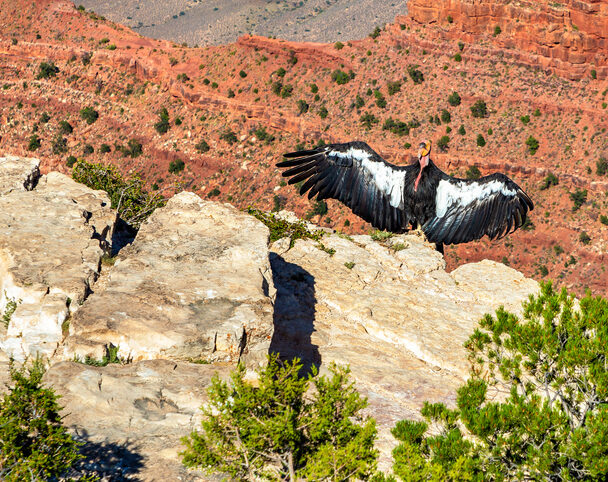 Hiking Grand Canyon Rim to Rim with a Guide
