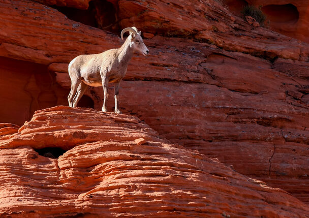 Desert bighorn sheep (Ovis canadensis nelsoni) is a subspecies of bighorn sheep (Ovis canadensis)