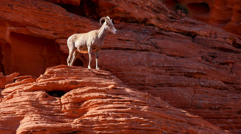 Desert bighorn sheep (Ovis canadensis nelsoni) is a subspecies of bighorn sheep (Ovis canadensis)