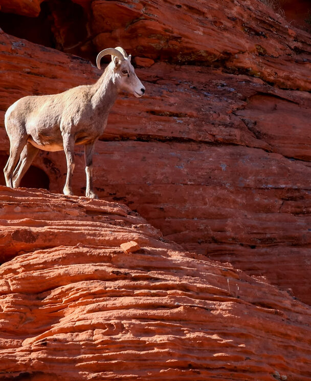Hiking Grand Canyon Rim to Rim with a Guide