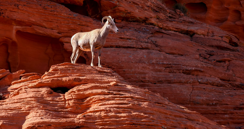 Desert bighorn sheep (Ovis canadensis nelsoni) is a subspecies of bighorn sheep (Ovis canadensis)