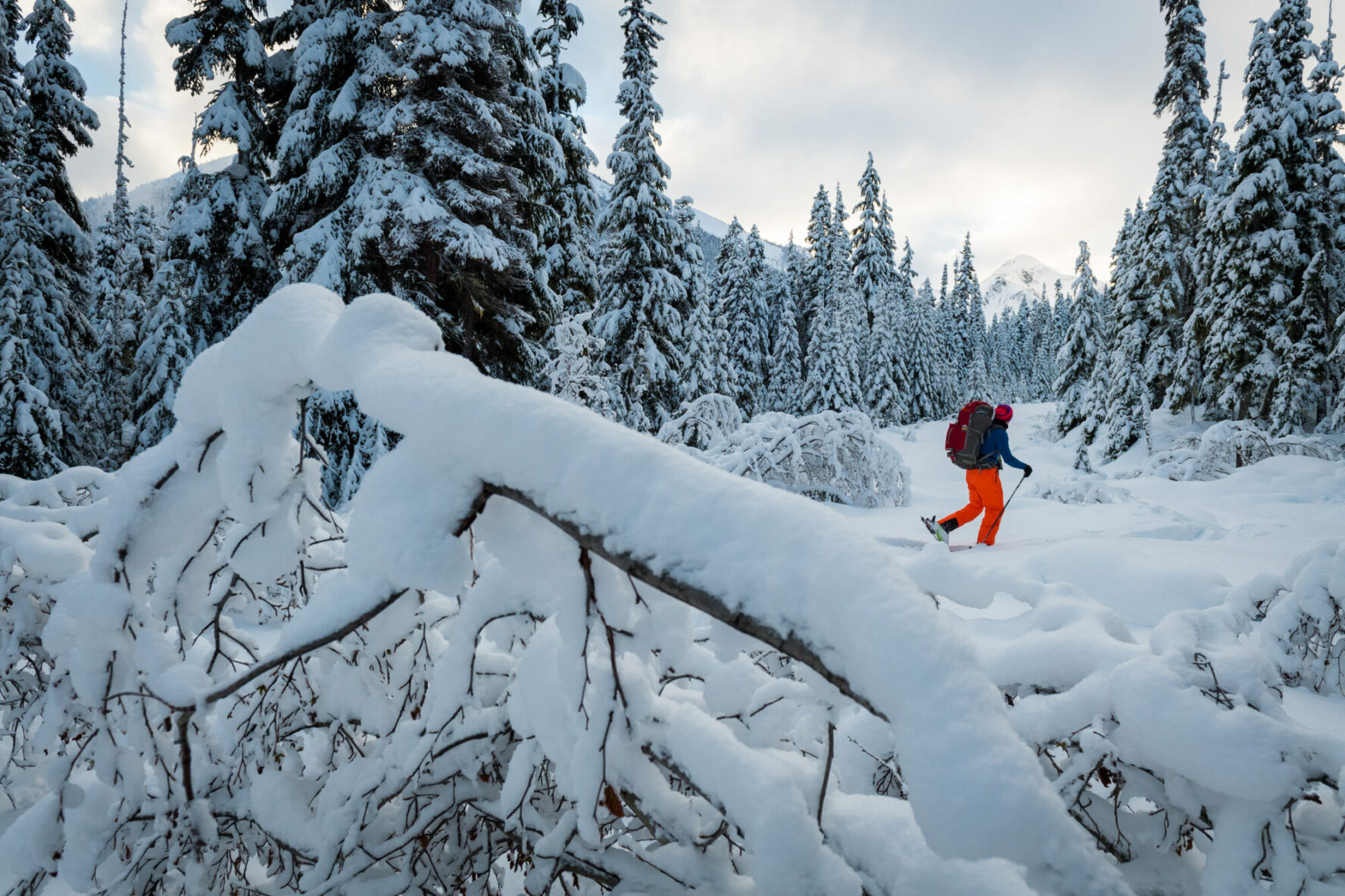 A tourer among the trees in Whistler