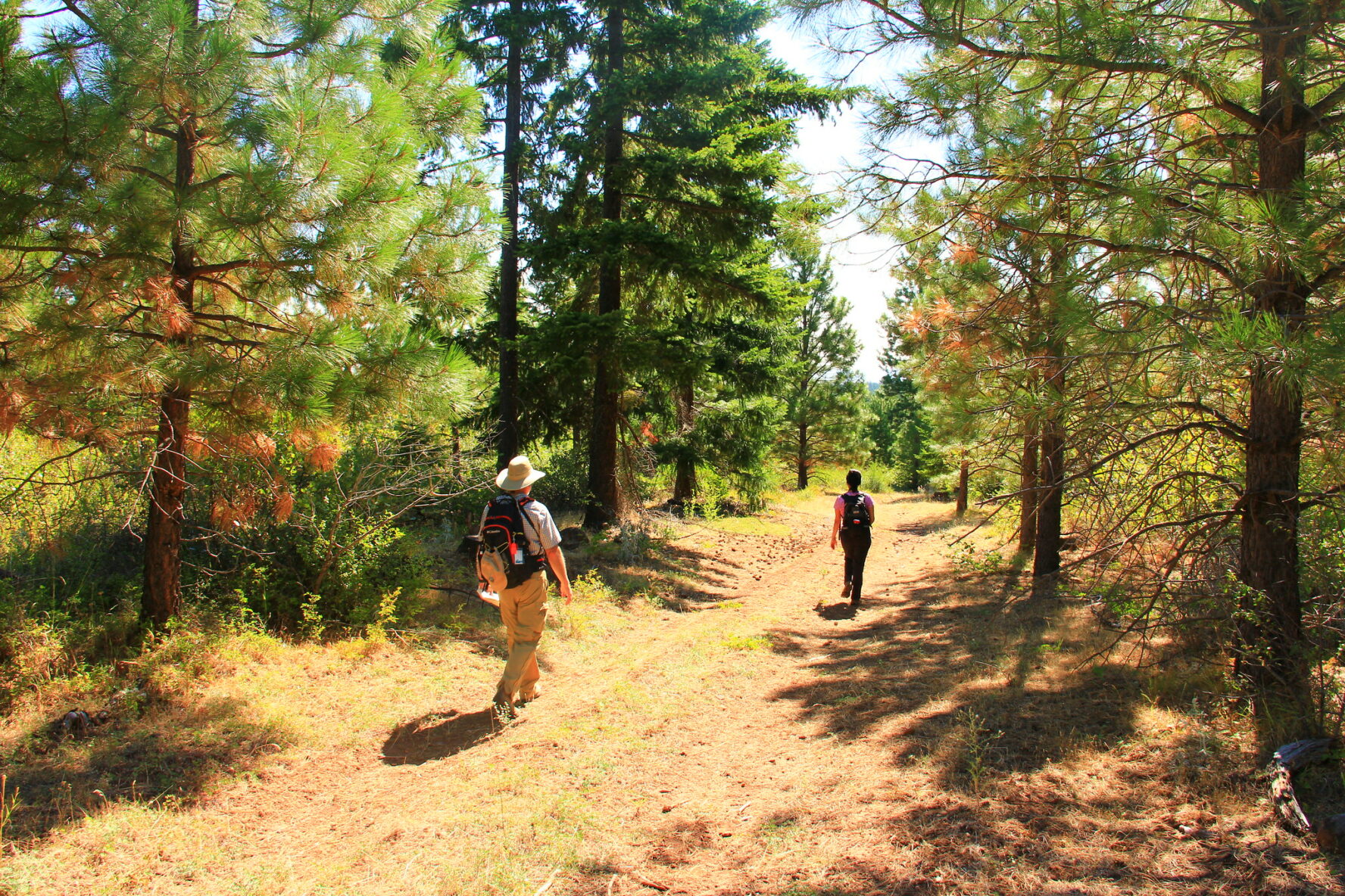 Pacific Crest Trail Oregon Hiking