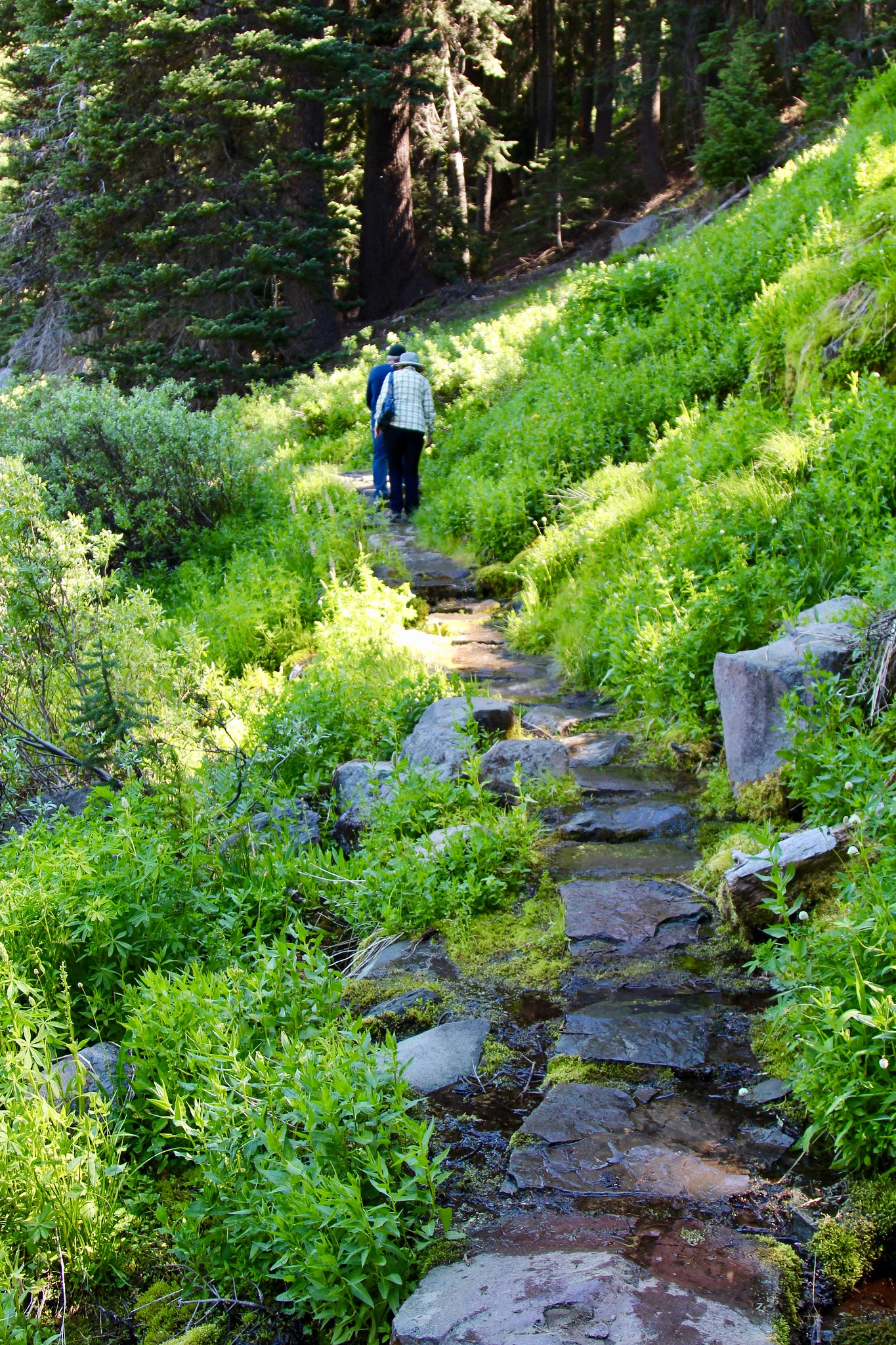 Pacific Crest Trail Oregon Hiking