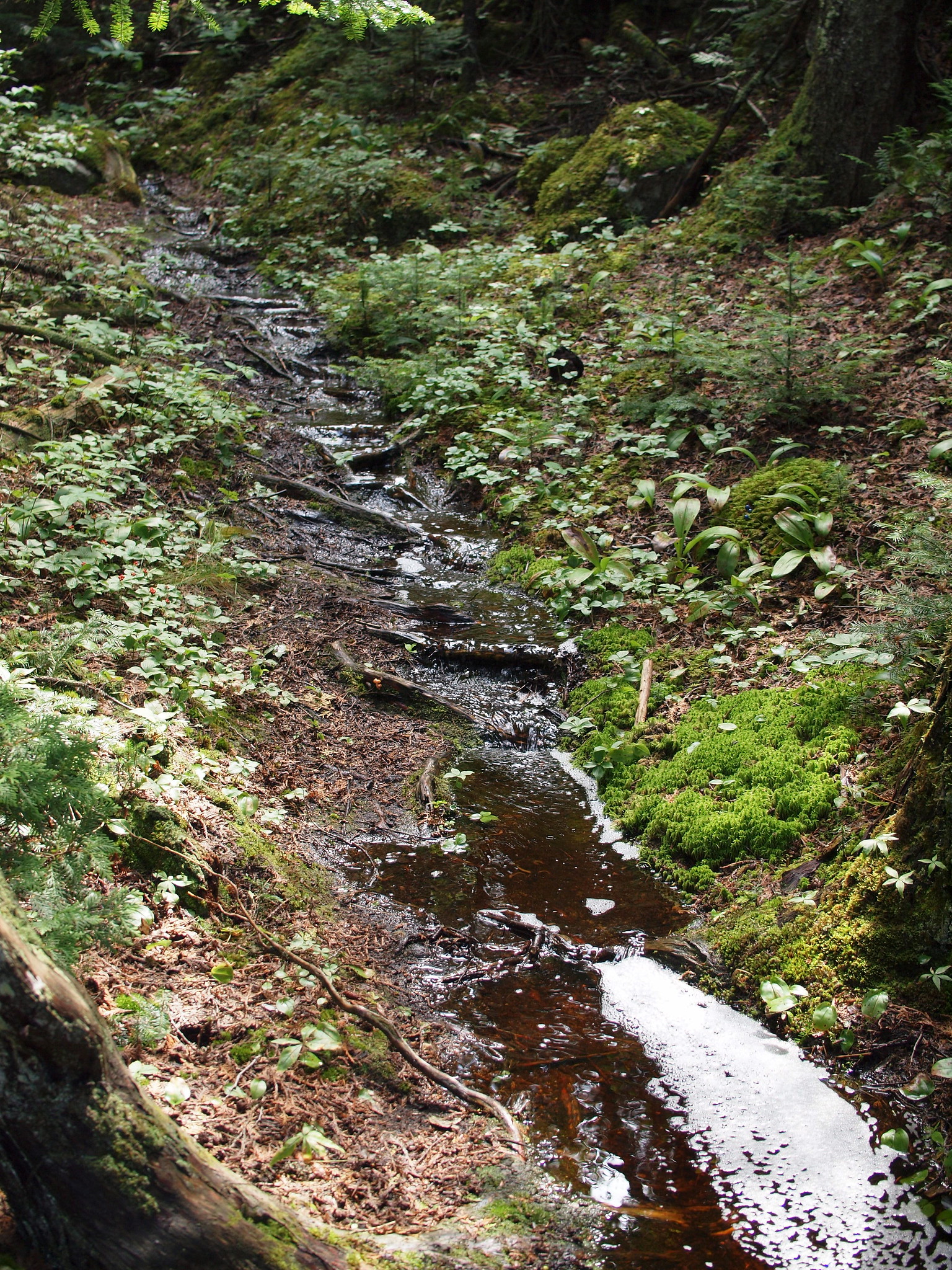 Superior Trail Hiking
