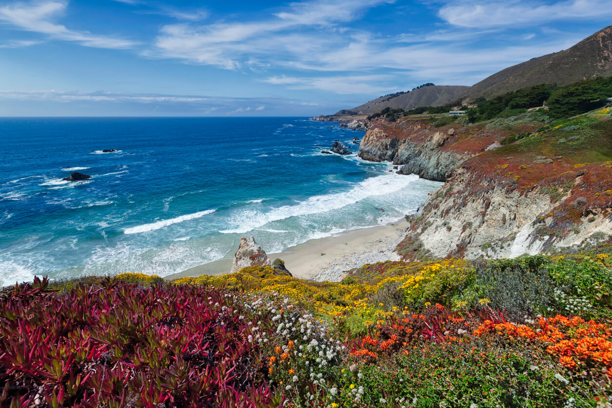 View of cliffs covered on top in wildflowers of various different colors. There is a sand beach below them with waves crashing into its shores.