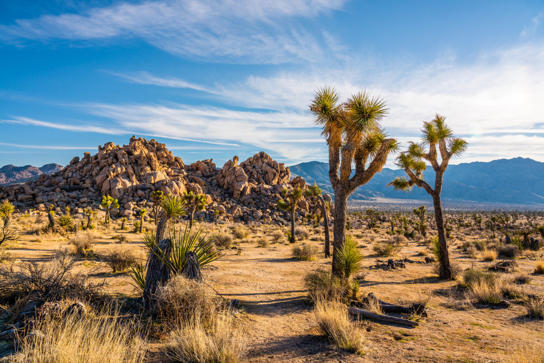 A desert with some Joshua trees in Joshua Tree National Park