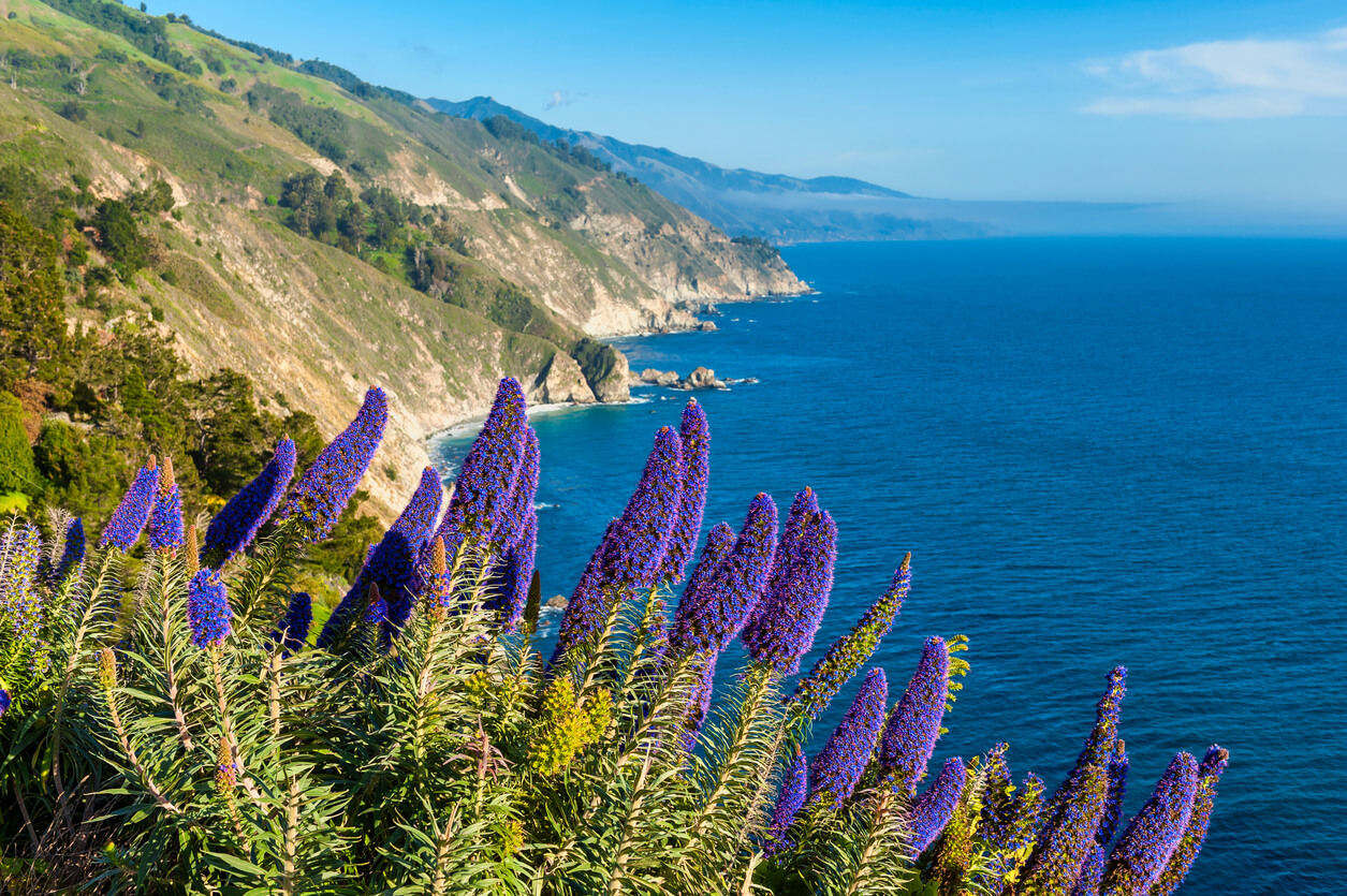 View of Big Sur’s steep coastline slightly out of focus with purple flowers in focus. There is a mist in the distance and the color of the ocean is deep blue.