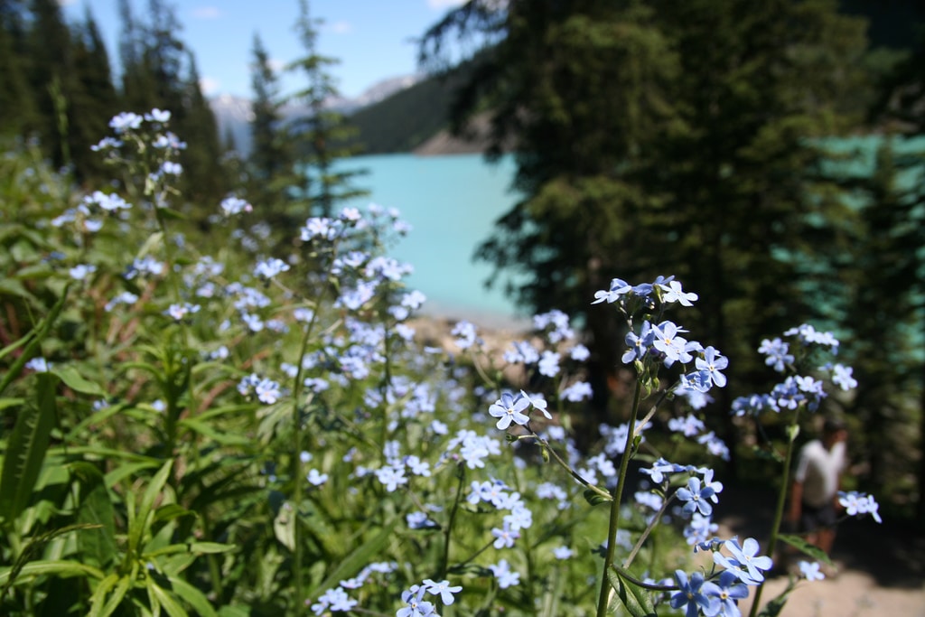 Canadian Rockies Hiking