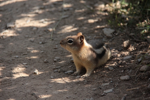 Canadian Rockies Hiking