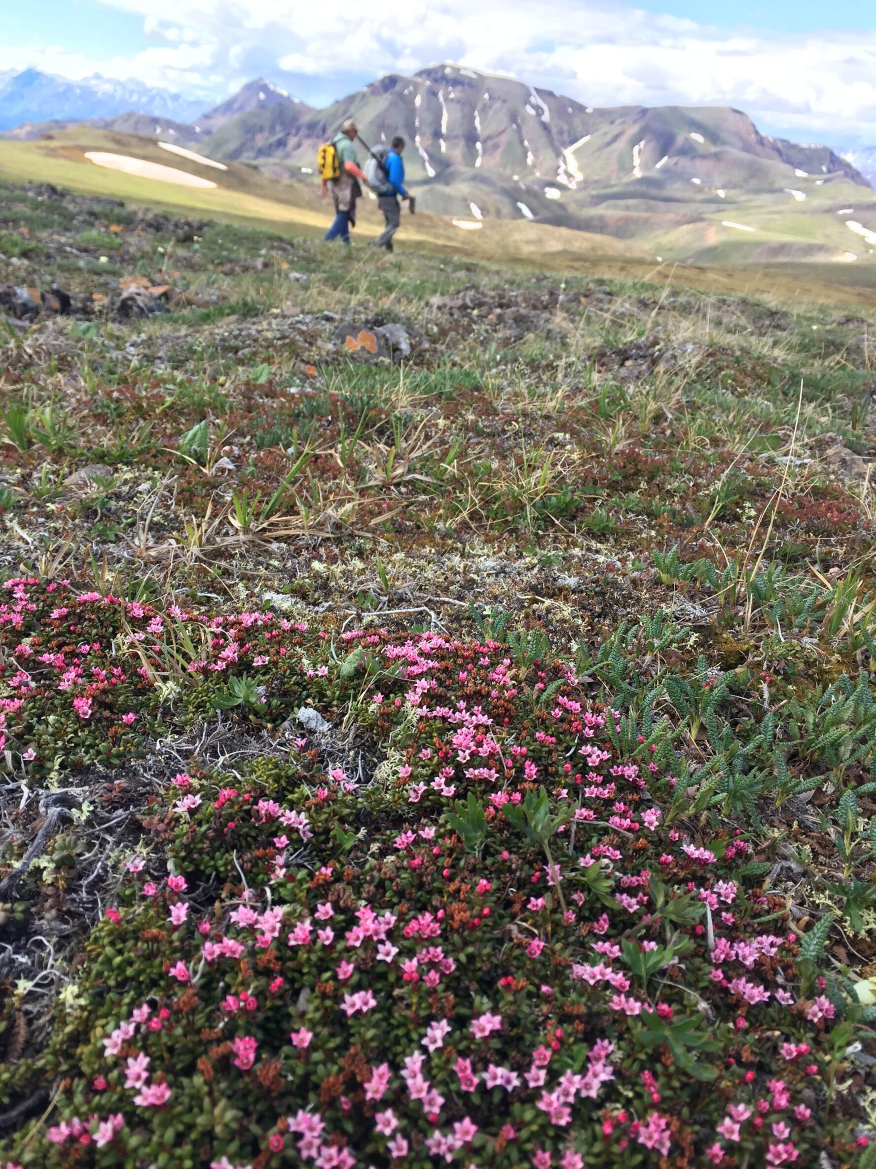 People hiking Denali National Park