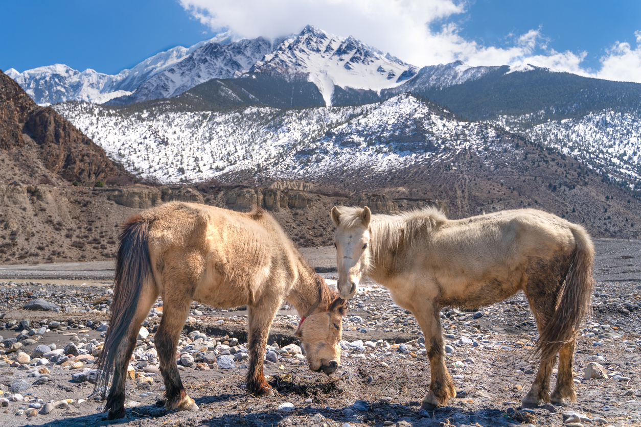 The nepali horses on Annapurna trail track