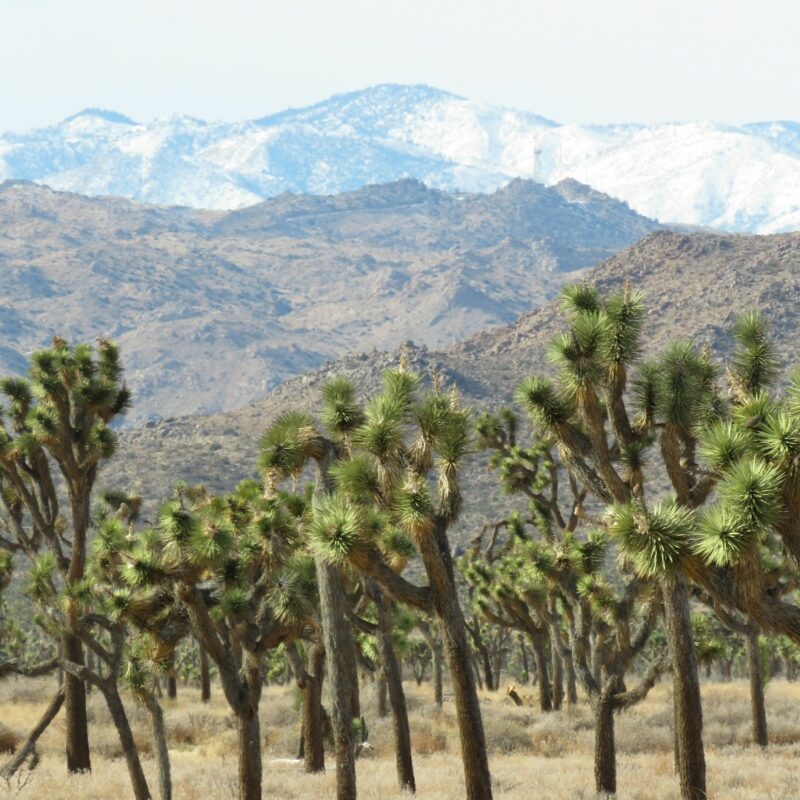 Mountains and Joshua Trees in Joshua Tree