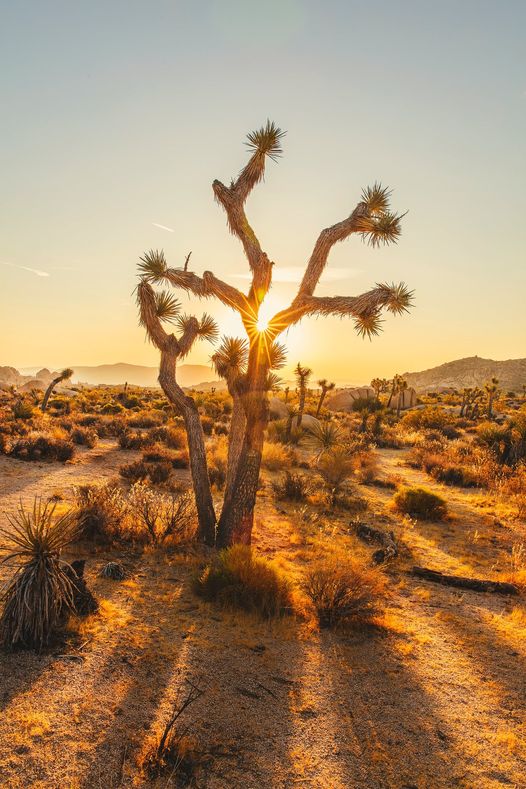 Sunset in Joshua Tree National Park