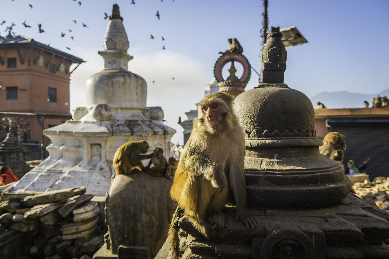 Rhesus Macaques monkeys on the ancient stupas of Swayambhunath temple high above Kathmandu, Nepal's vibrant capital city.