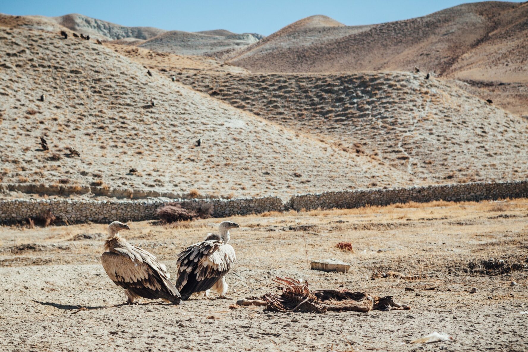 Vultures taking a break on among the white hills of Annapurna