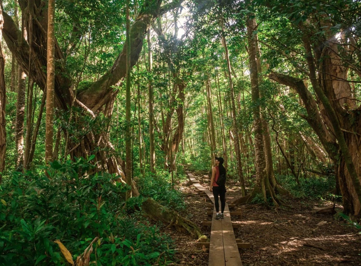 Hiking Oahu's forests