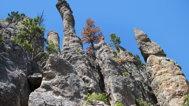 Black Hills, Custer State Park