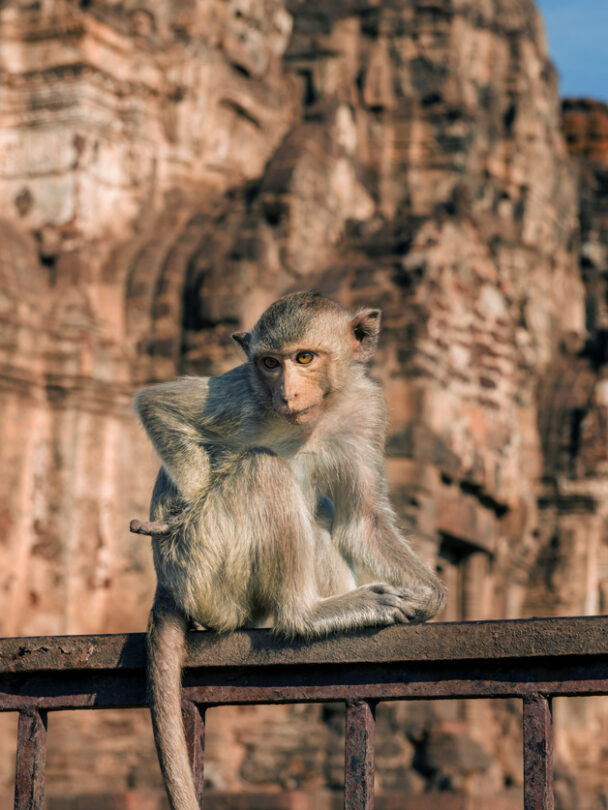 Rock Climbing the Kao Jin Lae, Lopburi, Thailand
