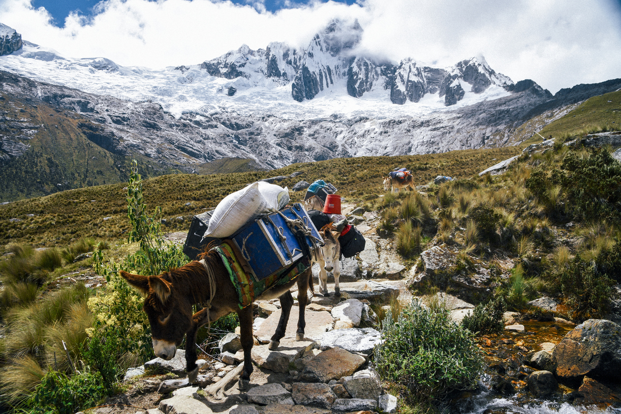 Three donkeys carrying equipment on a trail surrounded by tundra grass and bushes with snowy mountain peaks in the distance partially covered by the clouds.